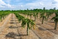 Beautiful alined dragon fruit land in on the blue sky background Royalty Free Stock Photo