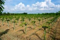 Beautiful alined dragon fruit land in on the blue sky background