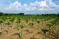 Beautiful alined dragon fruit land in on the blue sky background Royalty Free Stock Photo