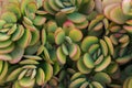 Beautiful all-over botanical floral pattern green yellow crassula jade succulents plants with red edges. Tropical nature