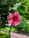 Allamanda blanchetii flower