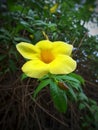 Beautiful Allamanda Cathartica flower, other names Golden Trumpet or Yellow Allamanda Royalty Free Stock Photo