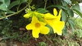Beautiful allamanda flowers in bloom and their buds on the tree in the garden