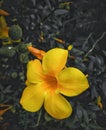 The Beautiful ALLAMANDA SCHOTTII Flower Royalty Free Stock Photo