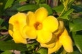 Beautiful Allamanda yellow flower in sunshine Royalty Free Stock Photo