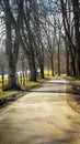 Allee Trees in Rural Germany