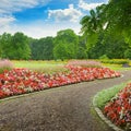 Beautiful alley with blooming flowers Royalty Free Stock Photo