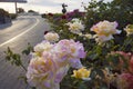 Beautiful alley with blossoming roses, with the Dove statue