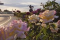 Beautiful alley with blossoming roses, with the Dove statue