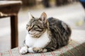 A beautiful alley cat is sitting in a bench in a park, close up Royalty Free Stock Photo