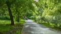 beautiful alley in the city park. general plan. color