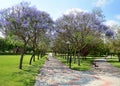 Beautiful alley with flowering trees in the park Royalty Free Stock Photo