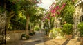 Beautiful alley full of trees and flowers on Capri Island, Italy