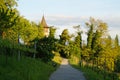 a beautiful alley with a little vineyard in the evening sun on a fine day in May on Mainau island (Germany)