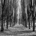 Beautiful alley, monochrome photography.