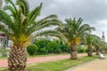 Beautiful alley among palm trees