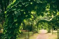 Beautiful Alley In Park Through Pergola With Green Leaves Of Ari