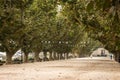 Beautiful alley with wide road and trees and walking people. Walking people and dogs in park. Avenue with crown of tree leaves. Royalty Free Stock Photo