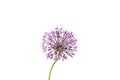 Beautiful allium flower against a white background. Allium or Giant onion decorative plant on a floral theme banner. Royalty Free Stock Photo