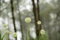 Beautiful Allium tuberosum flowers and dew drops. Royalty Free Stock Photo