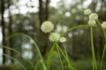 Beautiful Allium tuberosum flowers and dew drops. Royalty Free Stock Photo