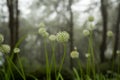 Beautiful Allium tuberosum flowers and dew drops. Royalty Free Stock Photo