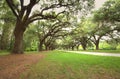 An ally of live oaks.