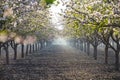 Beautiful almond garden, rows of blooming almond trees orchard in a kibbutz in Northern Israel, Galilee in february, Tu Bishvat