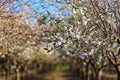 Beautiful almond garden, rows of blooming almond trees orchard in a kibbutz in Northern Israel, Galilee in february, Tu Bishvat