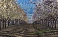 Beautiful almond garden, rows of blooming almond trees orchard in a kibbutz in Northern Israel, Galilee in february, Tu Bishvat