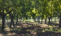 Beautiful almond garden, rows of almond trees with greend almond fruits in orchard in a kibbutz in Northern Israel, Galilee in