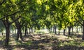 Beautiful almond garden, rows of almond trees with greend almond fruits in orchard in a kibbutz in Northern Israel, Galilee in