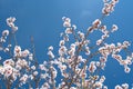 Beautiful almond tree blooming. Almendro en flor. Almond b Royalty Free Stock Photo