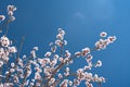 Almendro en flor sobre cielo azul Royalty Free Stock Photo