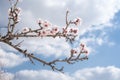 Almond blossom over blue sky Royalty Free Stock Photo