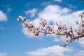 Almond blossom over blue sky Royalty Free Stock Photo