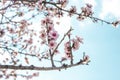 Almond tree blooming.Almond blossom over blue sky Royalty Free Stock Photo