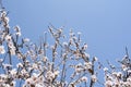 Beautiful almond tree blooming. Almond blossom over blue sky. Royalty Free Stock Photo