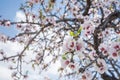 Beautiful almond tree blooming. Almendro en flor. Royalty Free Stock Photo