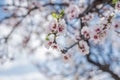 Beautiful almond tree blooming. Almendro en flor. Royalty Free Stock Photo