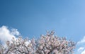 Beautiful almond tree blooming Royalty Free Stock Photo