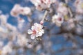 Beautiful almond tree blooming. Almond blossom Royalty Free Stock Photo