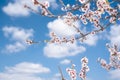 Beautiful almond tree blooming Royalty Free Stock Photo