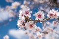 Beautiful almond tree blooming Royalty Free Stock Photo