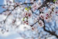 Beautiful almond tree blooming Royalty Free Stock Photo