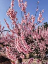 Beautiful almond tree branch full of flowers. Pink almond blossoms over blue sky in February Royalty Free Stock Photo