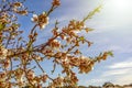 Beautiful almond tree branches in full bloom under the radiant and warm rays of the sun in early spring Royalty Free Stock Photo