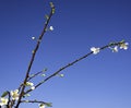 Beautiful almond tree flowers against blue sky Royalty Free Stock Photo