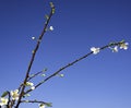 Beautiful almond tree flowers against blue sky Prunus Royalty Free Stock Photo