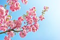 Pink spring tree flowers. Royalty Free Stock Photo